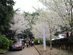 -武汉大学-樱园