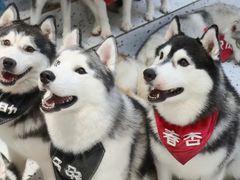 -Husky Go!哈士奇体验馆·宠物咖啡厅狗咖