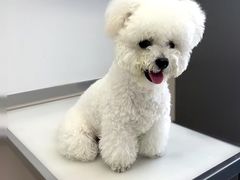 -爱妮康宠物医院·干细胞免疫细胞·肿瘤·心脏(张江店)