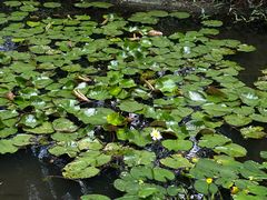 -广西壮族自治区药用植物园