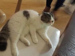 -喵园·猫主题咖啡厅·撸猫·猫咖(国贸店)