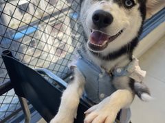 -怪兽屋·羊驼·猫咖·狗咖(俊华广场店)