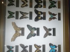 -上海昆虫博物馆