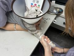 -贝康宠物医院·犬猫全科·小动物特色诊疗中心(东环路店)