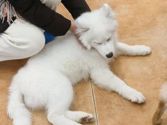 -Let's go狗咖·猫咖·奶狗·桌游(春熙路IFS店)
