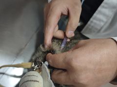-瑞派名望志远动物医院·猫科·內科·异宠专科(直港大道店)