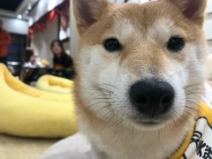 -逗柴咖啡屋·狗咖猫咖宠物桌游