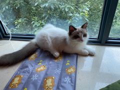 -宠颐生宠物医院·心肾内科·猫专科诊疗中心宠巢店