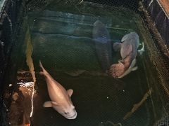 -蓝湾碧波·老字号·疍家非遗海上餐厅