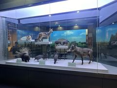 -国家自然博物馆