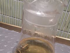 -椰小鸡·琼州糟粕醋·火锅(美兰缤纷城店)