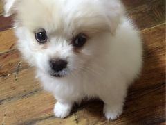 -爱侣宠医·鹦鹉专科·小型哺乳类·异宠专科(灵石路店)