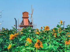 -杭州湾海上花田景区