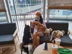 -南京Hallo宠物乐园·哈罗犬舍·柴犬繁育基地