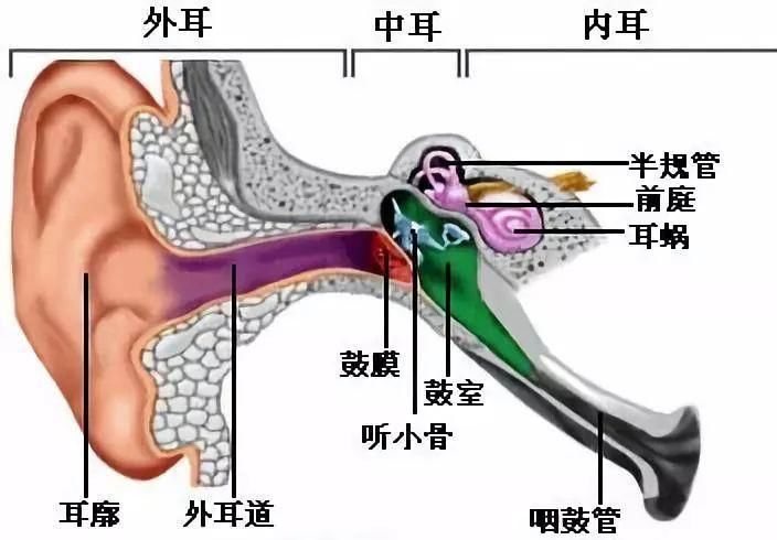 咽鼓管的功能有哪些?