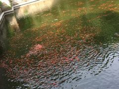 -普陀山风景名胜区-法雨禅寺