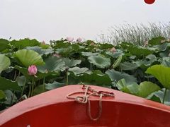 -白洋淀景区