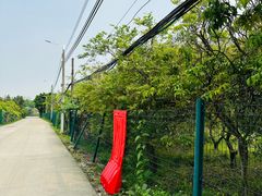 -长洲岛