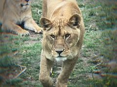-西安秦岭野生动物园