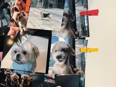 -Oh My Dog宠物沙龙(伊珊娜皮毛护理店)