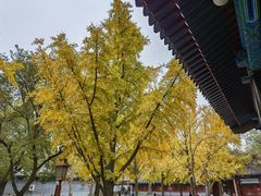 -北京国子监胡同