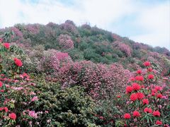 -贵州百里杜鹃风景名胜区