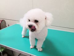 -北京观赏动物医院·24小时大型综合·猫专科·异宠专科