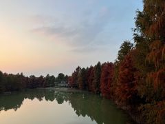 -上海海湾国家森林公园