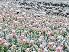 -径山花海