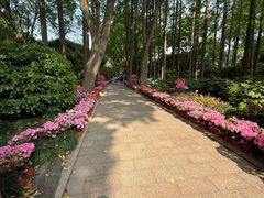 -上海醉白池公园