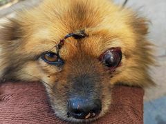 -福懋动物医院·犬猫全科·外科·重症科(杏林分院)