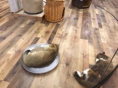 -袖虎·猫馆(体育西路店)