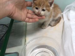 -纳吉亚猫专科动物医院博雅分院