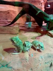 -Zoolung Zoolung动物主题公园(海信广场店)