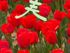 -无锡梅园公园
