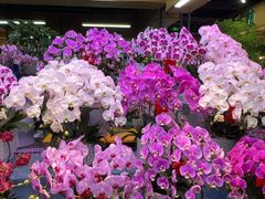 -大自然花鸟鱼虫市场