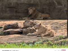 -北京野生动物园