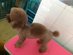 -喵宠乐园·撸猫互动·猫舍