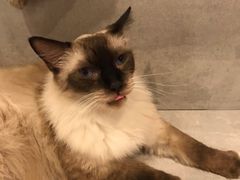 -猫儿山۰猫主题餐厅