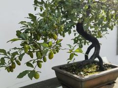 -杭州植物园