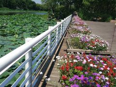 -新江湾城公园