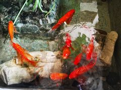 -灶东家民间菜(回兴店)