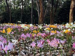 -杭州植物园