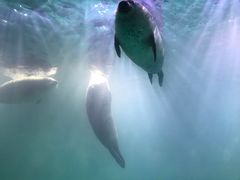 -青岛海底世界-水族馆