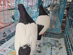 -哈尔滨道外花鸟鱼市场