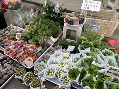 -循礼门鲜花花市(武汉循礼门店)