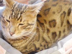 -Let's go狗咖·猫咖·奶狗·桌游(春熙路IFS店)