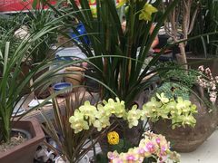 -金科花卉市场