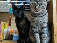 -天使宠物医院·犬猫分诊(彩虹店)