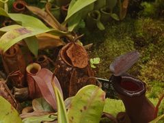 -国家植物园南园